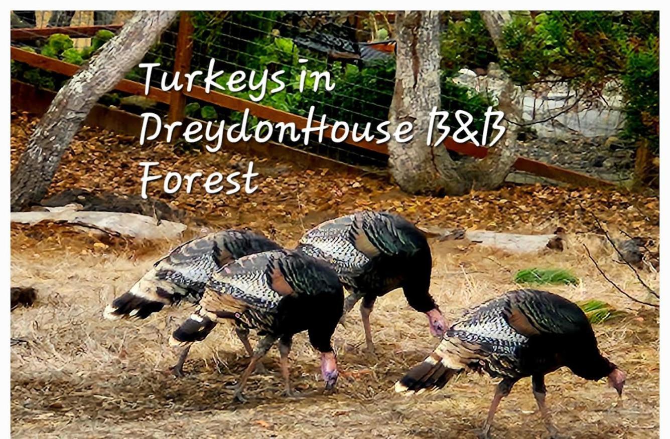 Dreydon House Bed And Breakfast Cambria Exterior foto